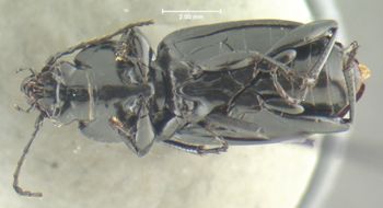 Media type: image;   Entomology 33039 Aspect: habitus ventral view